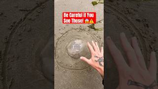 Be Careful if YOU See THESE on the Beach! #animals #nature #shorts