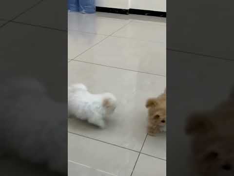 barking bichon frise puppies #shorts #shortvideo #ytshorts #puppy #pets #cute #cutedogs #funny