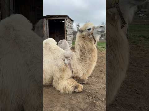 Ласкается с мамой