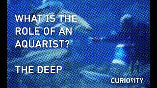 What Is The Role Of An Aquarist? The Deep