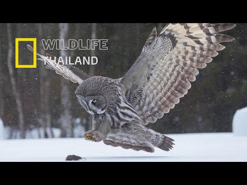นักล่าเงียบแห่งไทกา | นกเค้าแมวเครา ผู้ฟังเสียงผ่านหิมะ |สารคดีสัตว์ WILDLIFE