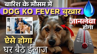 Dog ko Fever ho to Kya kare😂 Dog Fever Treatment at Home in Hindi/ dog ko bukhar mein kaun si dawa d