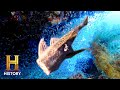 Headless Fish Phenomenon Quiz