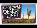 Desert Life and Adaptations