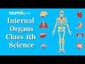 Human Respiratory and Digestive Systems