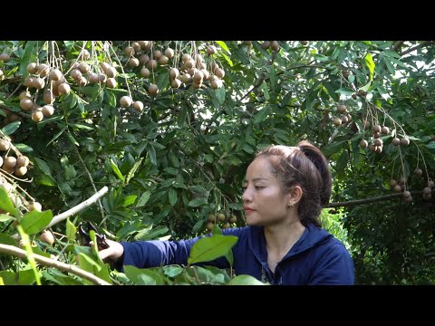 Enjoy the first longan fruit of the year, harvest and sell at the market