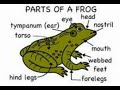 Frog Images vs. Diagrams