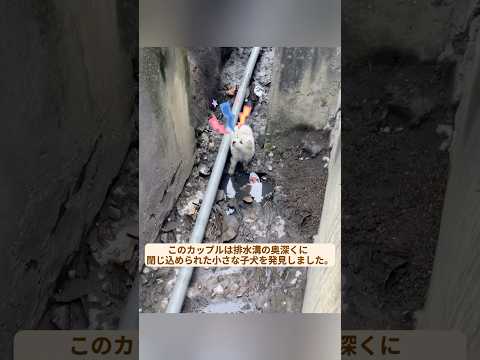 優しいカップルが溝に挟まった子犬を救出 #犬 #犬救助 #子犬救出 #犬好きな人と繋がりたい #保護犬