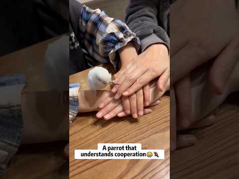 Interesting parrot🦜😂#parrot #cat #funny #for #fyp #funnyvideo #animal #animalsoftiktok #usa #pets