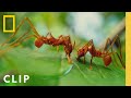 Leafcutter Ant Behavior and Threats