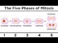 Exploring the Phases of Mitosis