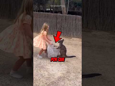 Nunca Faça Isso Perto de um Canguru‼️😱