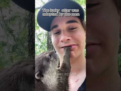 Why do mother otters abandon their babies??  #animals #cute #otter #pets