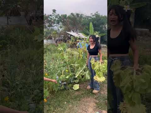 พี่ข้าวตัดต้นใหญ่มาก #funny #pets #garden