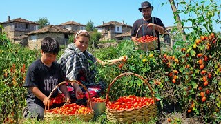 Harvesting Fresh Tomatoes – Peaceful Village Life in Azerbaijan