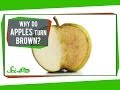 Understanding Apple Browning and Enzyme Reactions
