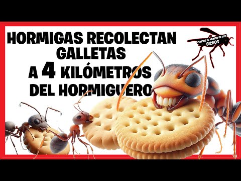 HORMIGAS  RECOLECTAN Y TRANSPORTAN AL NIDO - MESSOR BARBARUS