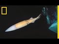 Exploring the World of Humboldt Squid
