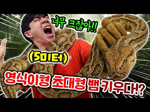 영식이형이 무시무시한 뱀을 키웁니다.. 그러다 물리면 슈뻘맨은?!