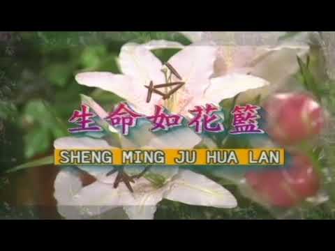 青山 生命如花籃 DVD