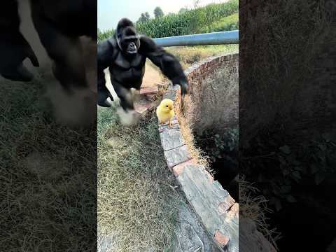 (Ai Animals) Gorilla rettet bunte Küken