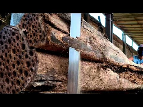 Surprise Discovery of suspected animal nest in hollow teak wood