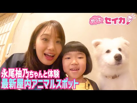 【やってセイカ！見逃し配信】井上清華アナ＆“天才子役”永尾柚乃ちゃんが「屋内アニマル新スポット」を体験