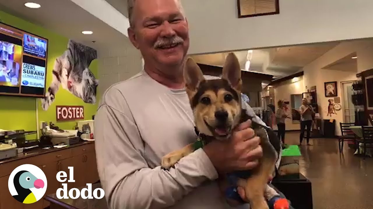 Perro regresa con el bombero que le salvó la vida