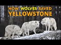 Wolves and Ecosystem Dynamics
