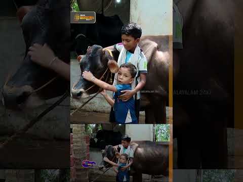 വയലൊന്നും നികത്താൻ സമ്മതിക്കാത്ത കളക്ടർ ആവണം; മലപ്പുറത്തെ കുഞ്ഞ് ക്ഷീര കർഷകൻ ബിൻഷാദ് | Malappuram