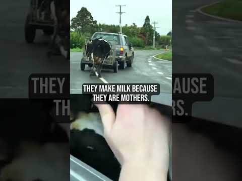 Dairy Is Scary??⁠ #shortsvideo