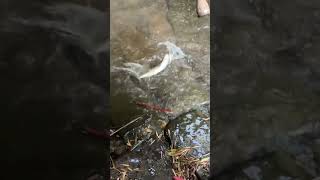 ДАЛИ Е ДОБРО!!! Само на twitchfishing.com