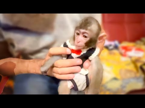 Том стал таким нарядным мальчиком, а Маю решили не мыть, но Степашка лучше всех