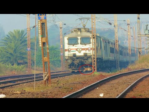 Poor Dog thrashed in Accident by South Bihar Express