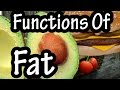 Understanding Dietary Fats and Nutrients