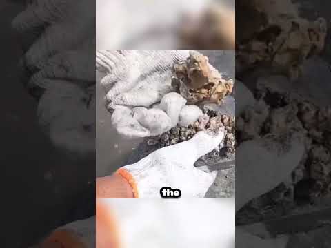 Rescuing a Turtle from the Burden of Barnacles #animals #wildlife #viral