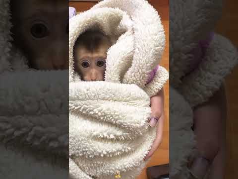 Poor little monkey#foryou#animals #love #pets #monkey