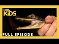 Invasive Species and Their Impact