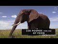 Elephant Nutrition and Movement