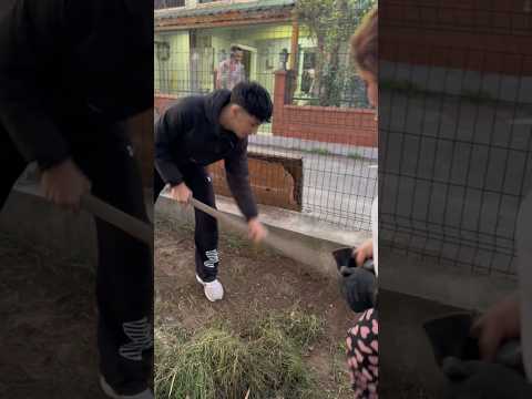 Poyraz Yeşili Korumanın Peşinde😅 #eğlence #komik #anne #çapa