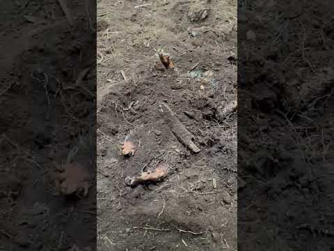 Olha só a técnica de sobrevivência desse peba #melhorvídeo #naturezasurpreendente #paisagemnatural