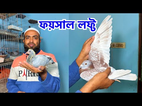 শীতকালীন কবুতরের টিপস ও বাচ্চা/রানিং রেসার কবুতর নিয়ে হাজির ফয়সাল ভাই | Hassan & Hussain Loft #736