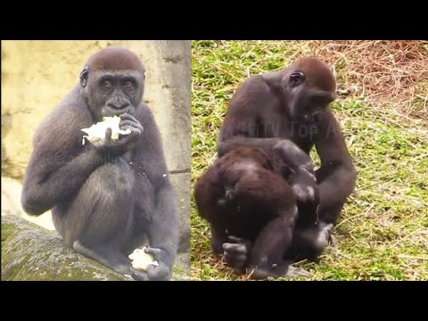 Ringo Loves His Brother, While Jabali Enjoys Cabbage!林戈愛哥哥，呷百二享受高麗菜！