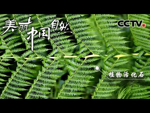 与恐龙同时代的“蕨王” 桫椤被誉为植物活化石 《美丽中国自然》尖峰岭系列【CCTV纪录】 - YouTube