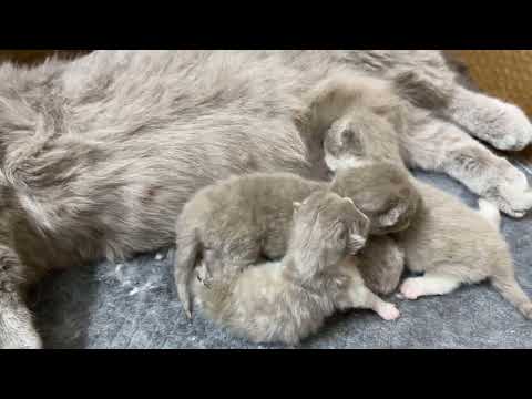 Meow Kittens: Short-legged mother cat and 4 gray kittens.