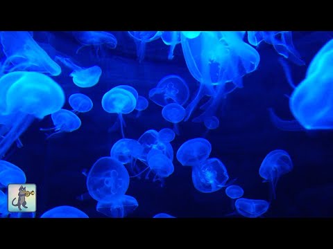 Jellyfish Aquarium ~ Relaxing Music for Sleep, Study, Meditation &amp; Yoga • Screensaver • 3 HOURS