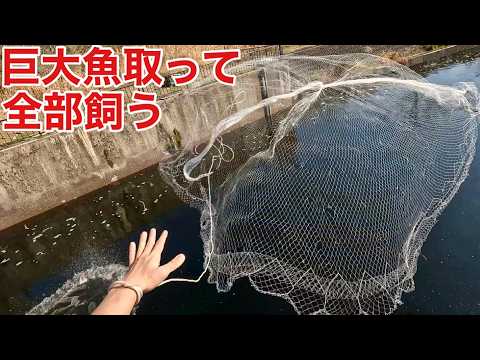 【ドブリウム】温排水にいる巨大魚を投網で取って200Lのポリタンクで運んで飼育してみると！？