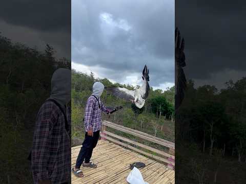 ELANG DALAM PROSES PELATIHAN #trending #wildlife #viral #animals #fyp
