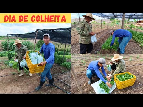 Muita Fartura no Sítio Dia de Colheita de Coentro +Encomendas da Região Vejam Só Nossa Horta