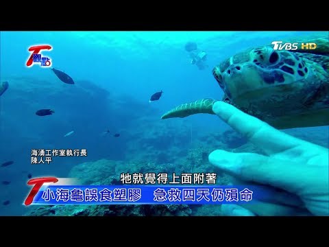 垃圾成海洋浩劫！小海龜誤食塑膠，急救4天仍殞命 20171022  T觀點 (1/4) - YouTube